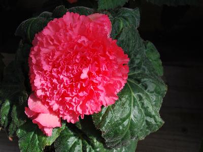 Begonia AmeriHybrid 'Ruffled Pink'