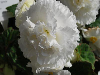 Golden State Bulb Growers: Begonia Ruffled White AmeriHybrid