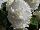 AmeriHybrid Begonia Ruffled White 