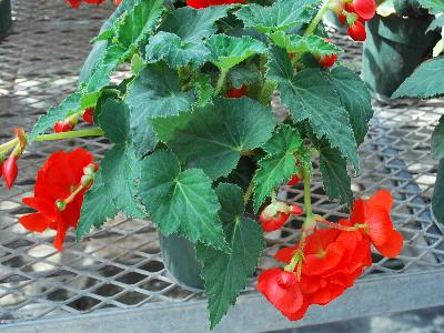 Begonia AmeriHybrid 'Scarlet'