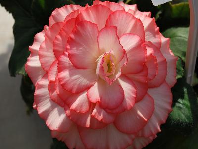 Golden State Bulb Growers: AmeriHybrid Begonia White Pink Picotee 