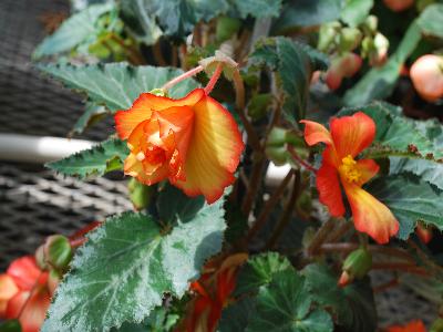 Begonia AmeriHybrid 'Yellow Red Picotee'