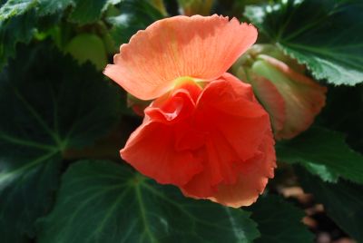  Begonia Salmon 