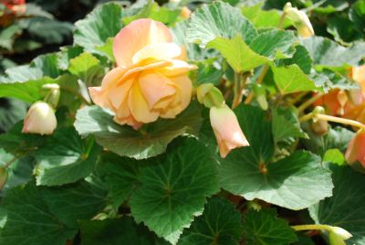 Begonia Scentiment® 'Sunrise'