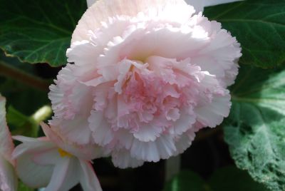 Begonia  'White'