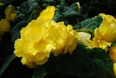 Begonia  'Yellow'