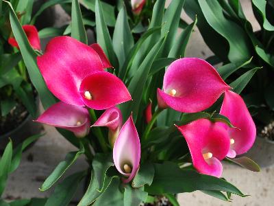 Calla Lily  'Callafornia Red'