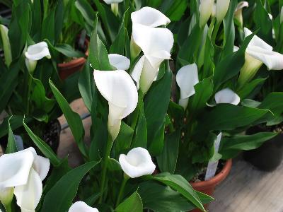 Calla Lily  'Crystal Blush'