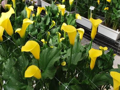 Calla Lily  'Gold Souvereign'