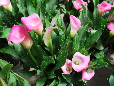 Calla Lily  'Lillypop'