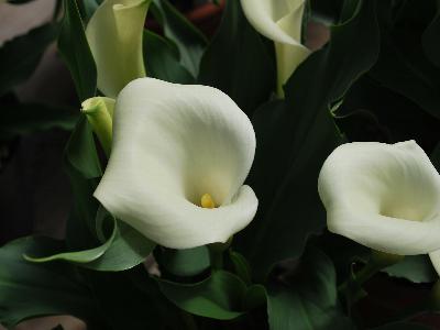 Calla Lily  'Mint Julip'