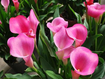 Calla Lily  'Neon Amour'