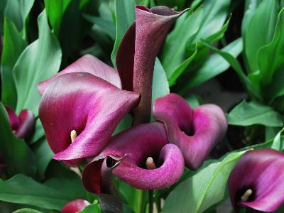 Calla Lily  'Nightlife'