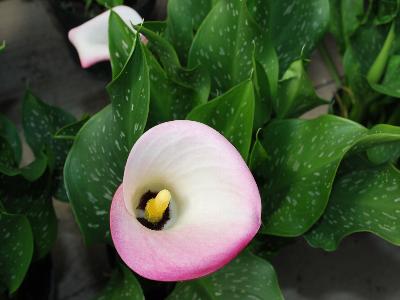 Calla Lily  'Pink Sorbet'