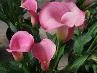 Calla Lily  'Strawberry Delight'