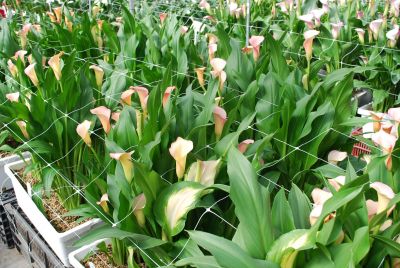 Calla Lily Callafornia Callas® 'Coral Passion'