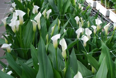 Calla Lily Callafornia Callas® 'Crystal Clear'