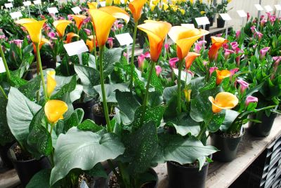 Calla Lily Callafornia Callas® 'Flame'