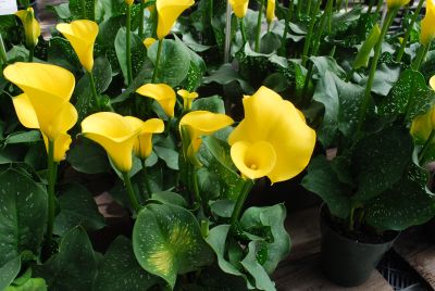 Calla Lily Callafornia Callas® 'Gold Fever'