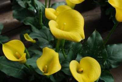 Calla Lily Callafornia Callas® 'Gold Rush'