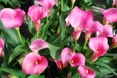 Calla Lily Callafornia Callas® 'Neon Amour'