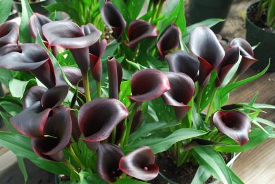 Calla Lily Callafornia Callas® 'Odessa'