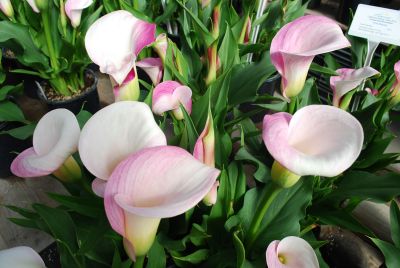 Calla Lily Callafornia Callas® 'Pink Melody'