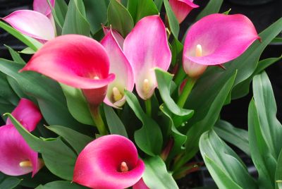 Calla Lily Callafornia Callas® 'Callafornia Red'