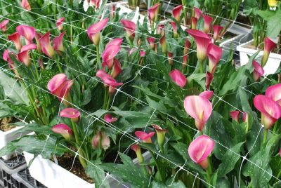 Calla Lily Callafornia Callas® 'Ruby Sensation'