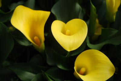 Calla Lily Callafornia Callas® 'Callafornia Sun'