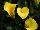 Golden State Bulb Growers: Calla Lily  'Callafornia Sun' 
