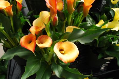 Calla Lily Callafornia Callas® 'Carnival'