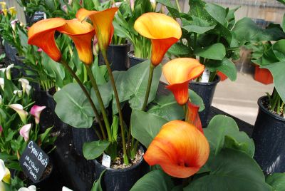 Calla Lily  'Fire Dancer'