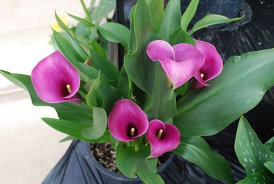 Calla Lily  'Grape Velvet'