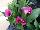 Golden State Bulb Growers: Calla Lily  'Grape Velvet' 