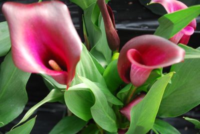  Calla Lily Night Life 