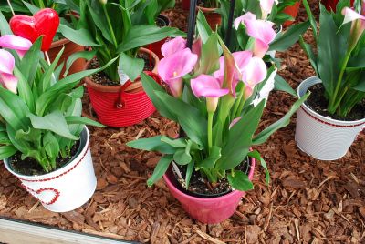 Calla Lily  'Rubylite Rose'