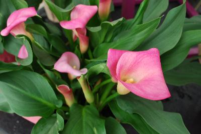 Calla Lily Callafornia Callas® 'Bubble Gum'