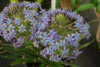 Scilla Caribbean Jewels® 'Cayman'