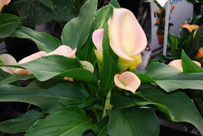 Calla Lily Callafornia Callas® ''