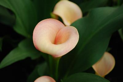 Calla Lily Callafornia Callas® 'Coral Passion'