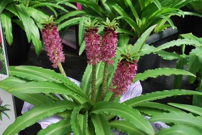 Eucomis Aloha Lily® 'Nani'