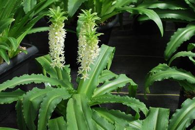 Eucomis Aloha Lily® 'White'