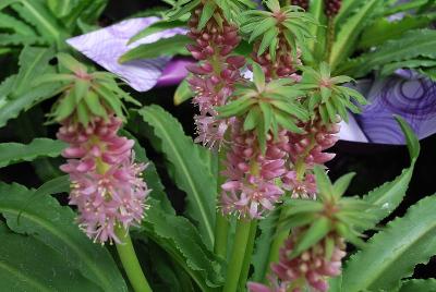 Aloha Lily® Eucomis Nani 