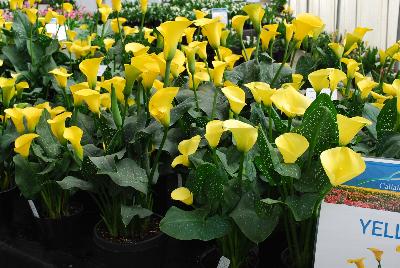 Calla Lily Callafornia Callas® 'Yellow'