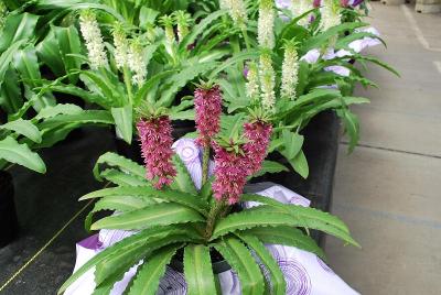 Aloha Lily® Eucomis Nani 