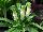 Golden State Bulb Growers: Eucomis  'White' 