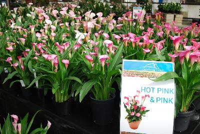 Calla Lily Callafornia Callas® 'Hot Pink & Pink'