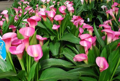 Calla Lily Callafornia Callas® 'Hot Pink & Pink'