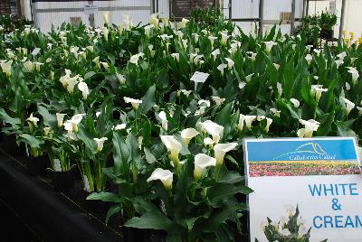 Calla Lily Callafornia Callas® 'White & Cream'